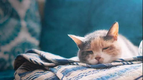 宠物猫寄养怎么安顿