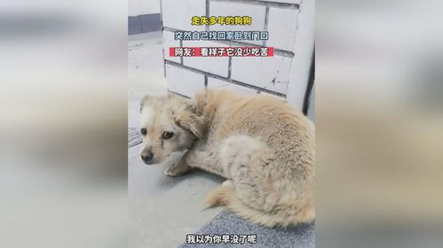 走失的宠物狗带回家怎么办