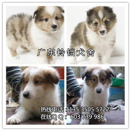 喜乐蒂幼犬多少钱