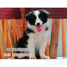 边牧幼犬多少钱一只