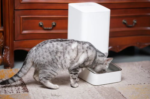 给宠物狗猫喂食怎么喂的