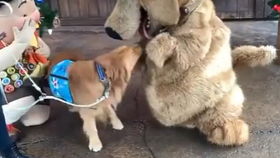 狗狗打石膏多少钱