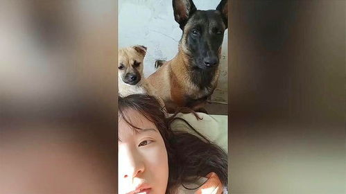 马犬宠物狗粮怎么喂好呢