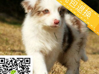 宠物狗白德牧怎么养活好