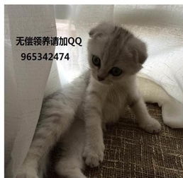 小宠物猫怎么照顾