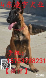 马犬比利时多少钱
