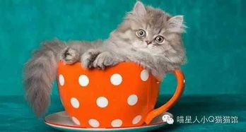 怎么画迷你宠物猫