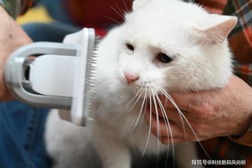 宠物狗猫专用刮毛器怎么用