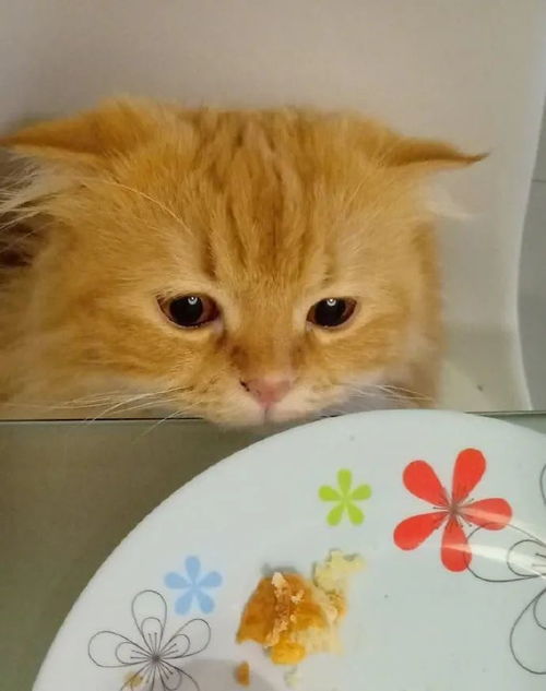 宠物猫怎么盘