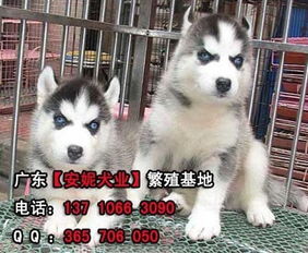 哈士奇多少钱一只幼犬