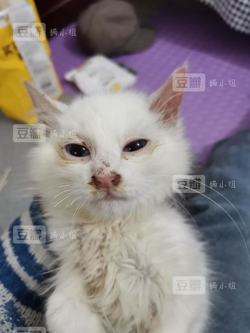 怎么救治宠物猫的病毒