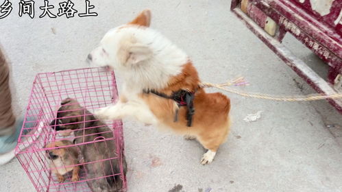 怎么去辽宁收宠物狗的地方