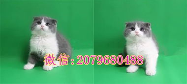 大脸宠物猫怎么买到
