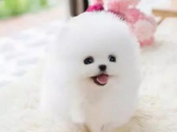 博美宠物狗幼犬活物怎么喂