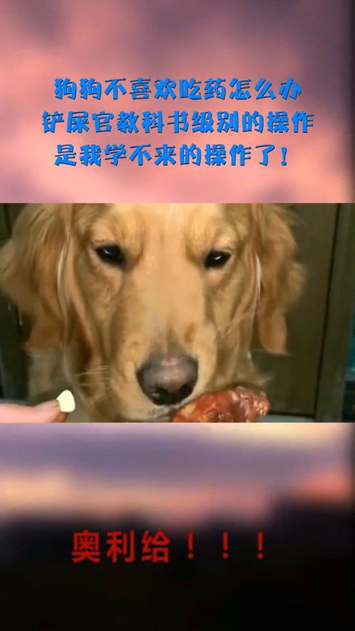 宠物狗不吃药怎么办呀
