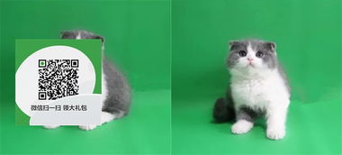 西湖宠物猫店怎么收费