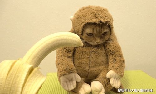 宠物猫怎么吃香蕉好