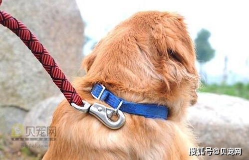 怎么样才能不怕宠物狗
