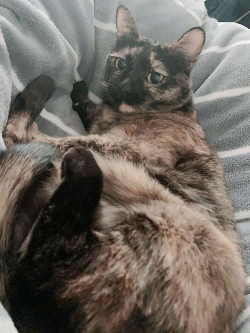 怎么给宠物狗做猫粮呢