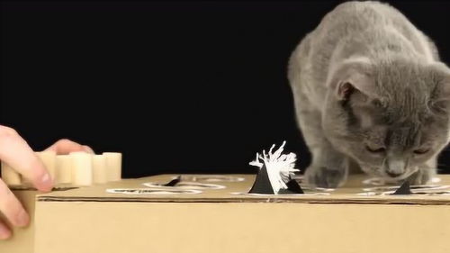怎么用手工做一个宠物猫