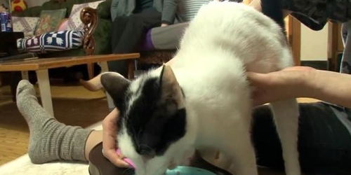 宠物猫怎么拖回家