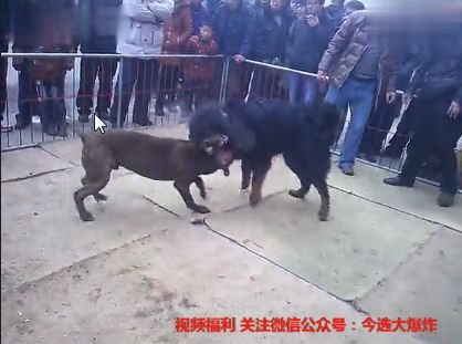 猛犬跟宠物狗打架怎么办