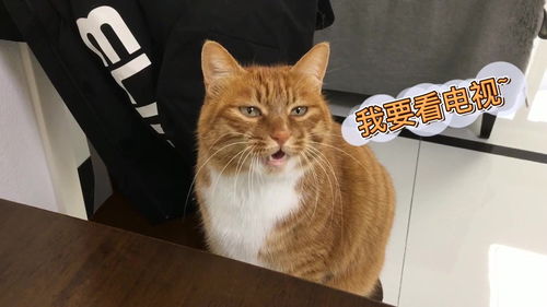 怎么和宠物猫聊天呢