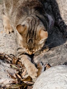 宠物猫捉老鼠怎么消毒