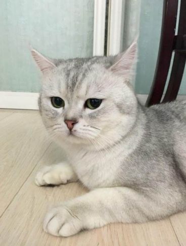 宠物猫羊奶怎么配