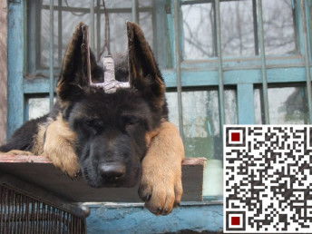 宠物狗遇见狼狗怎么办呢