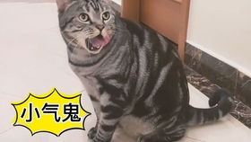 宠物猫怎么驱体内虫