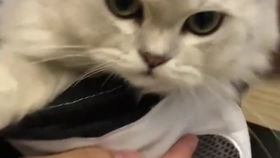 宠物猫衣服纽扣怎么安装