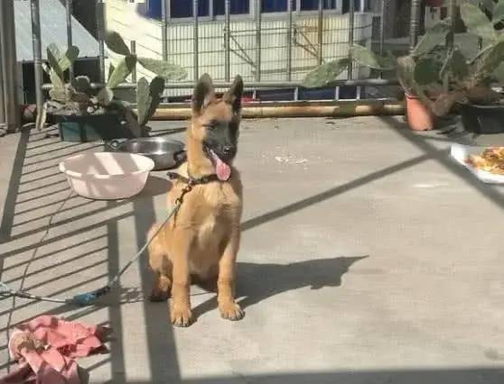 土狗怎么能训成宠物狗呢