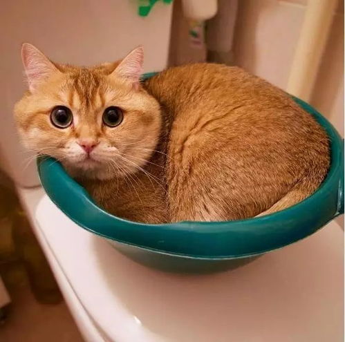 宠物猫橘猫怎么养
