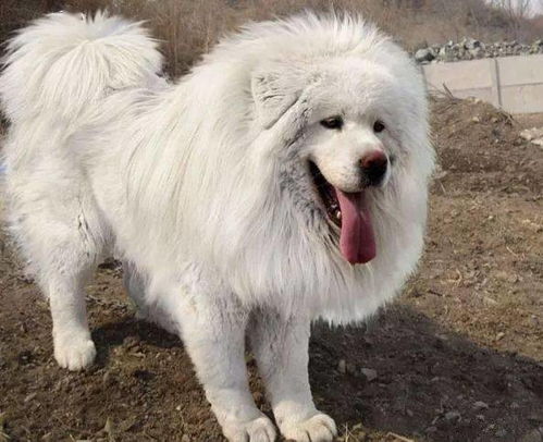 非洲獒犬多少钱一只