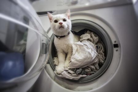 宠物猫衣服黑色怎么洗