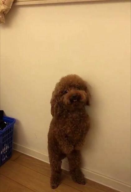 给宠物狗的拖鞋怎么做