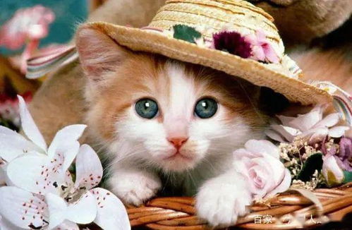 怎么形容喜欢宠物猫