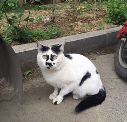 中华田园猫多少钱