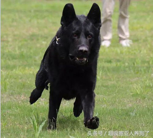德国黑牧羊犬多少钱