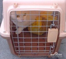火车托管宠物猫怎么托运