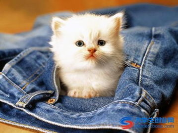 地摊卖宠物狗猫怎么样啊