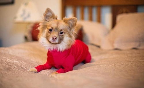 宠物狗穿紧身衣服会怎么样
