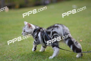 怎么溜宠物猫出去