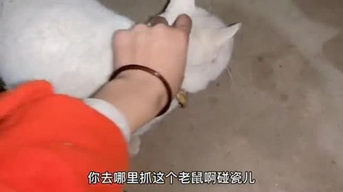 宠物猫回到农村怎么养
