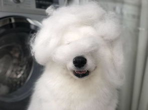 白色宠物狗掉毛怎么办小妙招