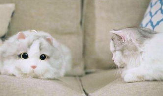宠物猫包怎么买啊