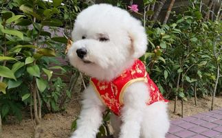 宠物狗吃饭不长肉怎么办