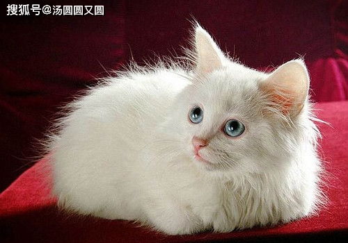 宠物猫怎么不吐