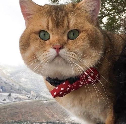 宠物狗被猫咬伤怎么办